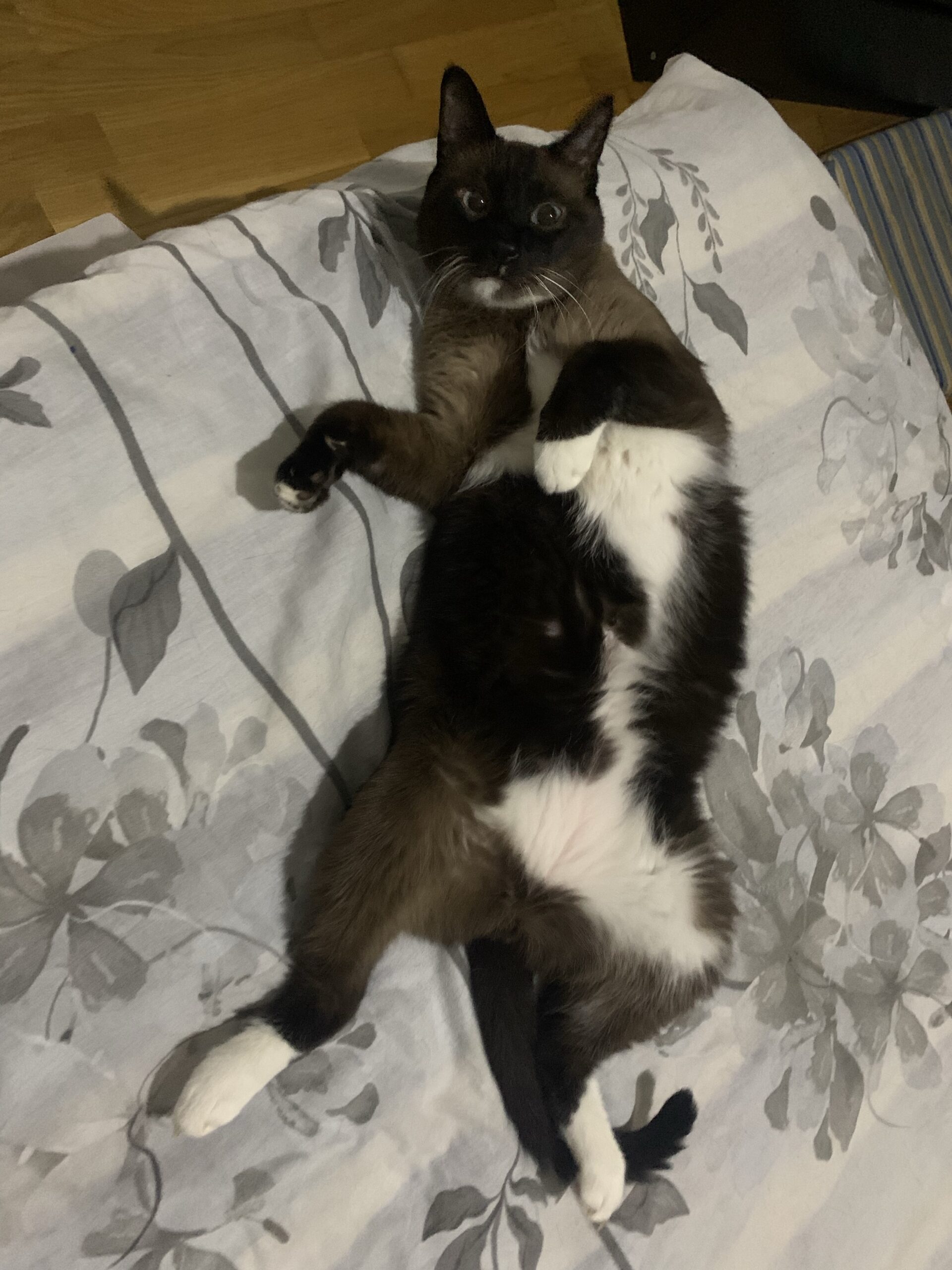 Urci obosit la somn…