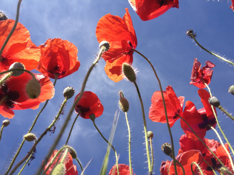 poppies