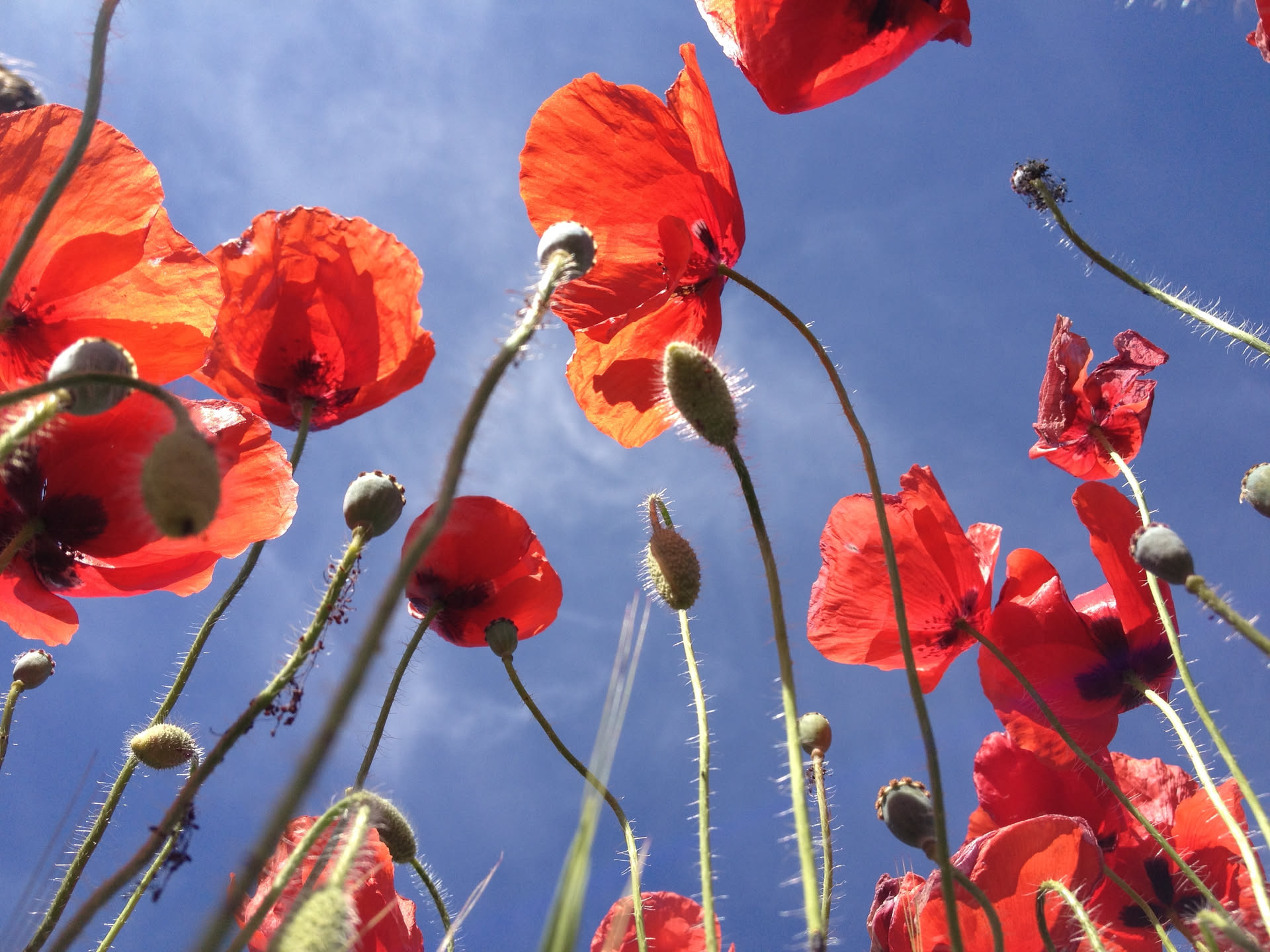 poppies